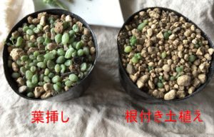 新玉つづり　葉挿し